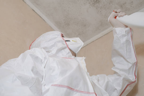 Best Fast Mold Removal  in Stansberry Lake, WA