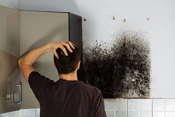 Best Fast Mold Removal  in Stansberry Lake, WA